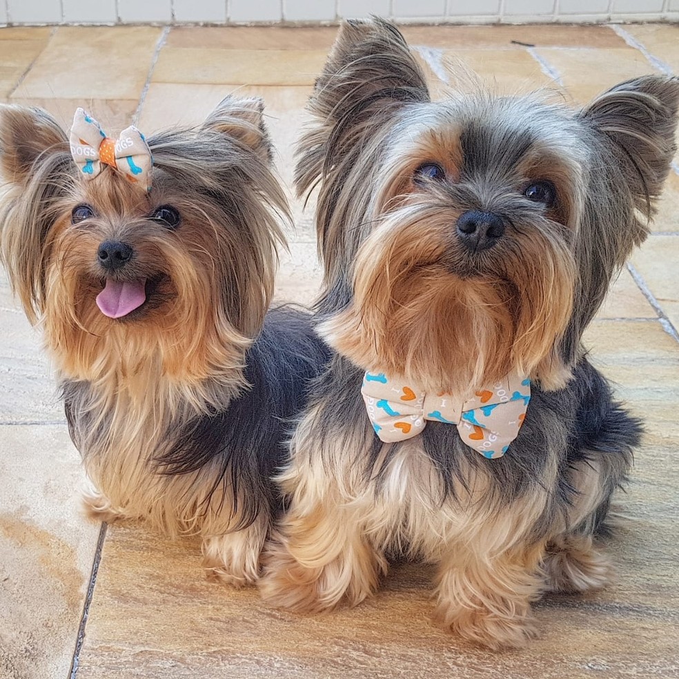 Yorkshire terrier cuidados e tudo o que deve saber