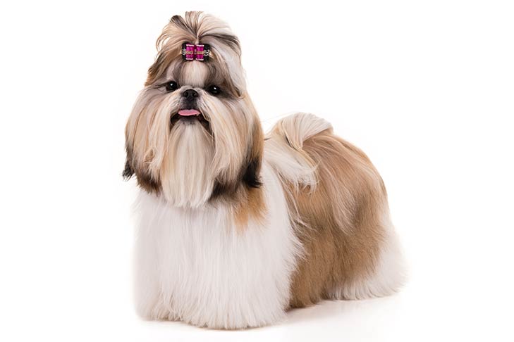 Shih Tzu Banho e tosa em Alvorada