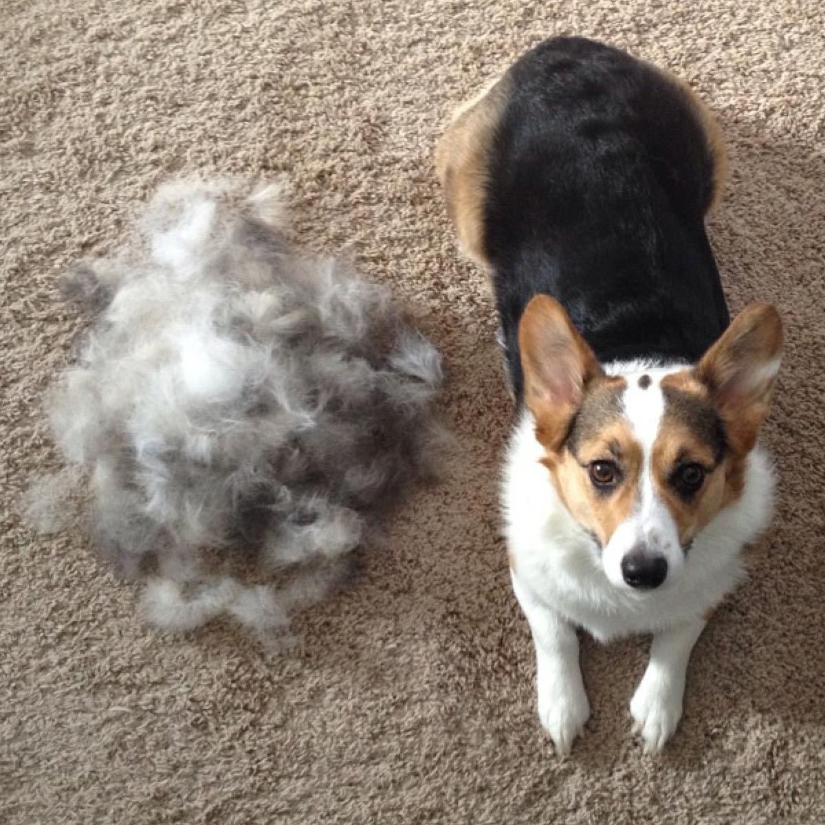 troca de pelos em seu pet