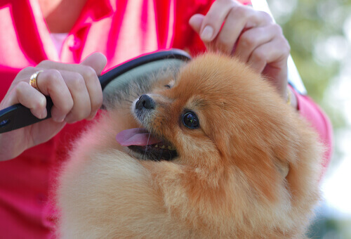 escovar os pelos do cachorro