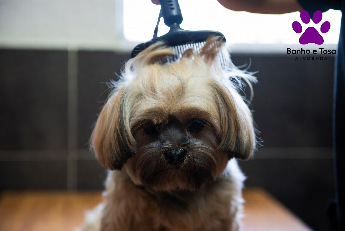 escovação no pet alvorada